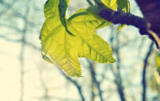 Aliquam faucibus lacinia facilisis